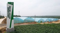 <b>年可培育脱毒姜苗等优良果蔬苗高达300</b>
